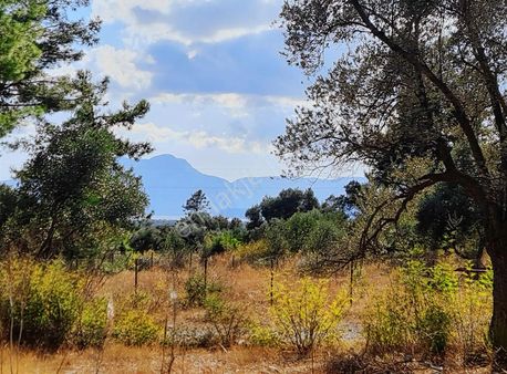 Köycegiz Yangı Da 4 Adet 400 M2 Lik Satılık Parsel.