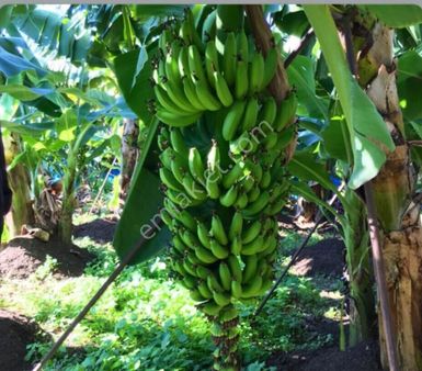 Manavgat Gündoğdu Mah Satılık Muz Serası