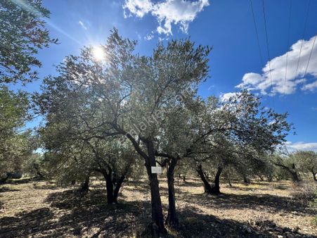 Akhisar Efendi Mahallesinde 1900 M² Satılık Zeytinli Arsa