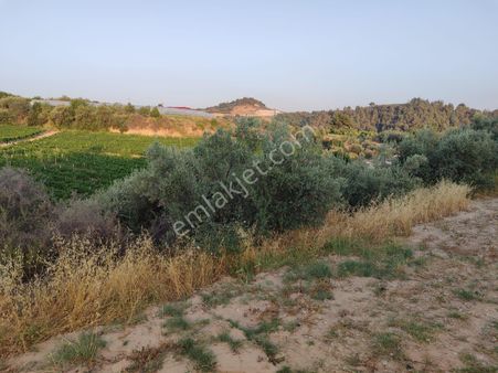 Tarsus Ulaş Mah.8donum Arazi Üzerinde Bağ Ve Limon Ekili Tarla Satılıktır