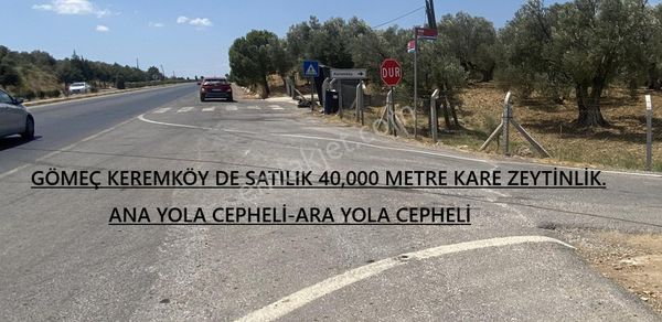 Gömec Keremköy Girişinde Satılık 40,000 Metre Kare Zeytinlik