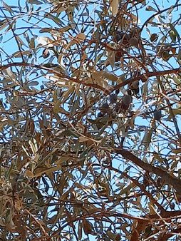 Muğla Köyceğiz Beyobasinda Satılık Çiftlik Arazisi