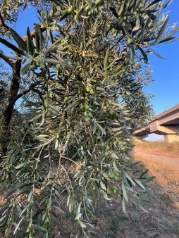 Alay Emlak Ofisinden Barakfakih De Satılık Bahçe