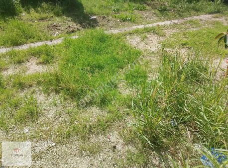 Seydikemer Boğalar Müstakil Tarla