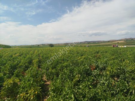 Y Şehir De Satılık Yolu Suyu Mevcut 9.515m2 Tarla