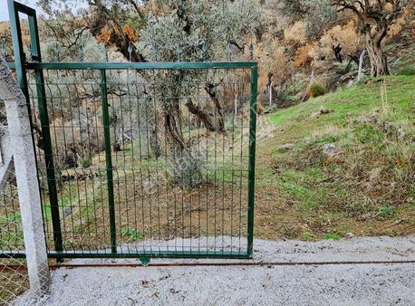 Bayındır Yeşilova Köyünde 638 M² Satılık Zeytin Bahçesi