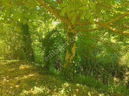 Aydın Nazilli Karacasu Yaylalı Mahallesi – Satılık 13.500 M² Mülk