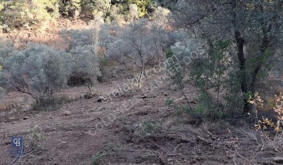 Kemalpaşa Yeşilköy Çatalkavakta 4.821 M² Bağ Arazisi