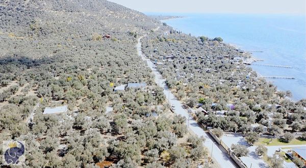 Çanakkale Assos Ta Denize 50 Metre Mesafede Satılık Zeytinlik