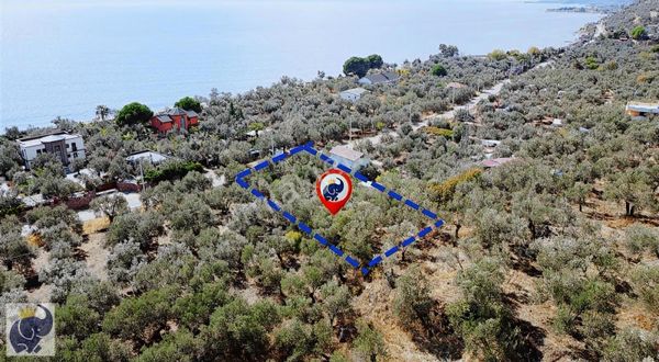 Çanakkale Assos Ta Denize 50 Metre Mesafede Satılık Zeytinlik