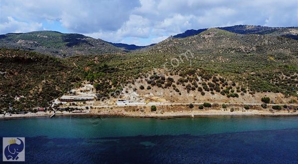 Çanakkale Ayvacık Assos Da Satılık Zeytinlik