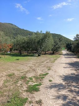 Alay Emlak Ofisiden Barakfakihde Satılık Bahçe