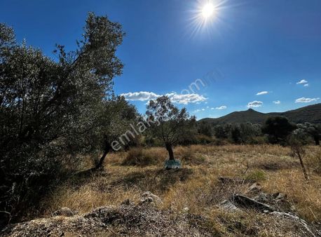 Nevi Gayrimenkuldan Satılık Zeytin Tarlası