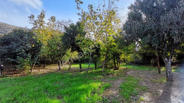 Kr Unity'den Bodrum Milas'da Narenciye Bahçesi