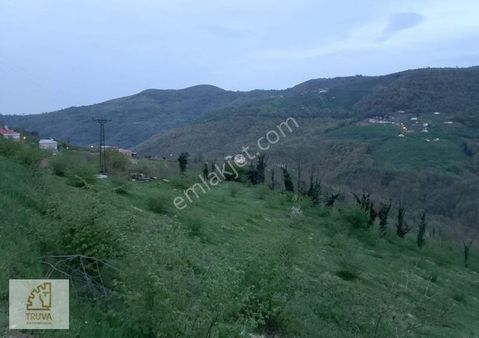 Truvadan Canik Alibeylide Yola Cephe Satılık Tarla