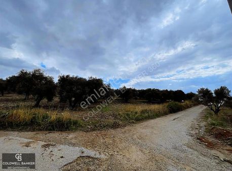 Ayrancılar Suyun Başı Mevkiinde 9.266 M² Satılık Zeytinlik