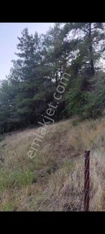 Muğla Ula Çiçekli Anayola Sıfır Yeşillikler İçinde 2. 500 2 Müstakil Tapulu Arazi Satılık.