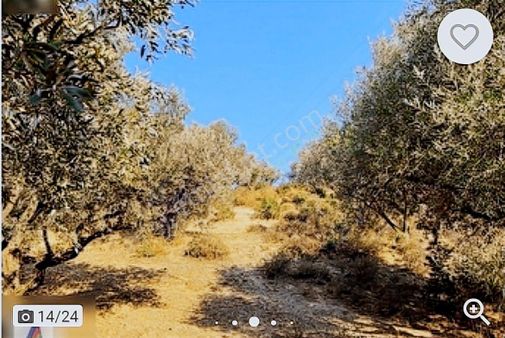 Manisa / Turgutlu - Derbent Köyü'nde Satılık Zeytin Bahçesi