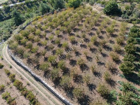 İzmir Kemalpaşa Kamberler Köyünde Satılık Kiraz Bahçesi
