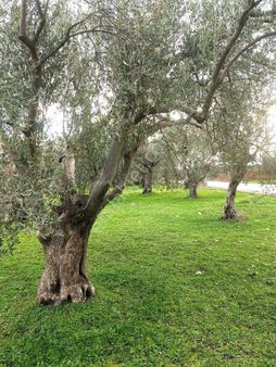 Yükselden Edremit Tuzcumuratta Yol Üzeri Satılık Zeytinlik