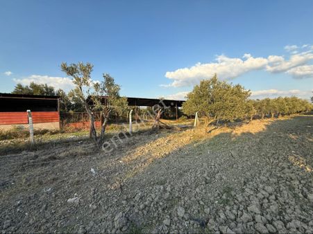 Akhisar Süleymanlı Mah 5700 M2 Satılık Büyükbaş Ve Zeytin Tarlası