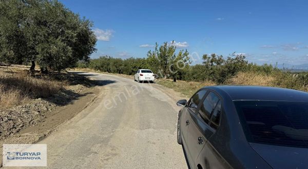 Manisa Saruhanlı Gökçeköy'de 25 Dönüm Bakımlı Zeytinlik