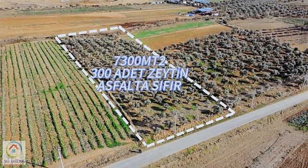 Su Emlak'tan Pınarlı'da Mükemmel Zeytinlik