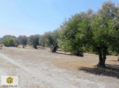 Uzun Emlak'tan Saruhanlı Gözlet'te 20 Dönüm Arazi