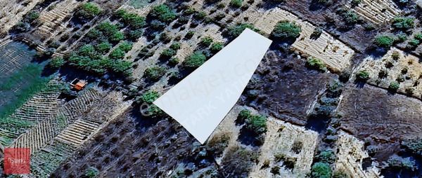 Bursa Keles Satılık Kiraz Bahçesi