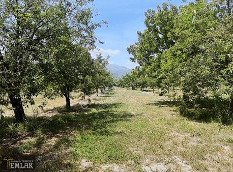 Terkenli Emlak 'tan Dereçine De 22.500 M2 Verimli Hazır Bahçe