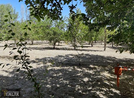 Terkenli Emlak 'tan Akbaba 'da 3.092 M2 Kiraz Bahçesi