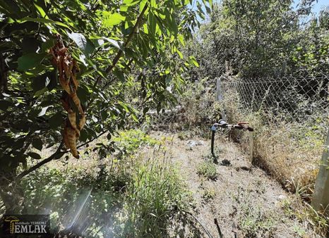 Terkenli Emlak'tan Atakentte Şehre Yakın 1052 M2 Kiraz Bahçesi