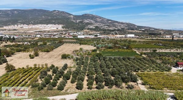 Kemalpaşa Çambel'de 4.542m2 Satılık Zeytin Bahçesi