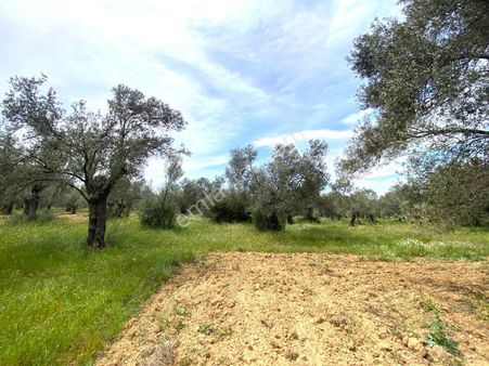 🌴aktiften Burhaniye Taylıelinde 888m2 İçerisinde 20 Adet Zeytin Ağacı Bulunan Satılık Zeytinlik 🌴