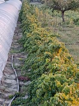 Emiralem Verımli Baĝ