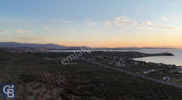 Şakran İncirlik Mevkii Satılık Yatırıma Uygun Zeytinlik