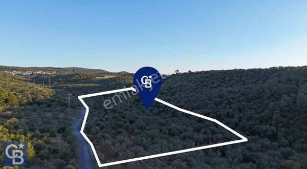 Bergama Zeytindağ Yolu Üzerinde Zeytinlik Yatırımlık Fırsat