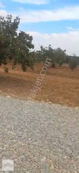 Asfalt Üstü Damlama Sulamalı Bağevlik Fıstıklık