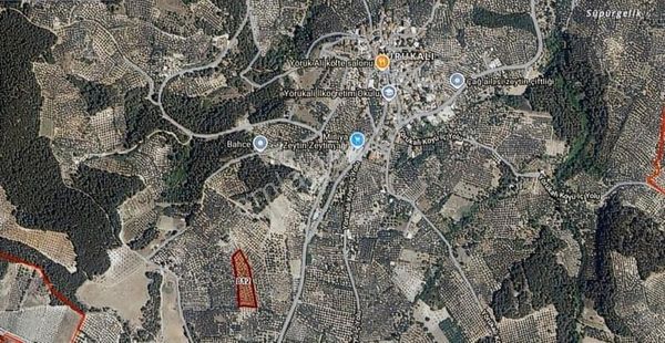 Bursa Mudanya Yörükalide 6400 M2 Satılık Zeytinlik