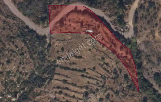 Mılas Akçakaya Satılık Zeytınlı Tarla