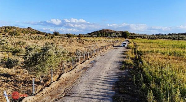 Dikili Demirtaş Etrafı Çevrili Zeytinlik Yola Cepheli