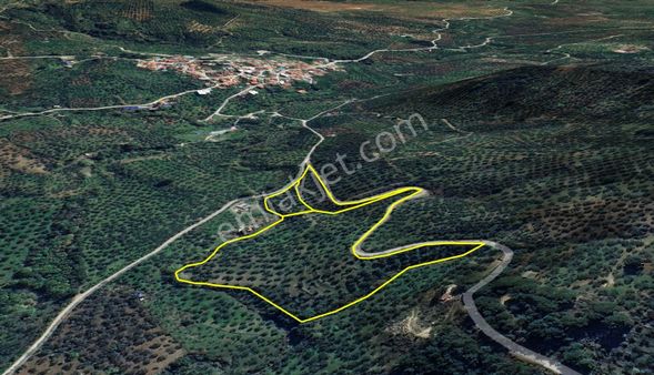 Golden Globy, Edremit Dereli'de​ Satılık 3 Parsel Toplam 29 Dönüm Zeytinlik