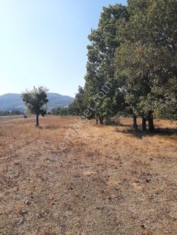 Saltoğlundan Kestel Nushetiyede Satılık Tarla