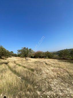 Uyar Gayrimenkulden Şakranda Yatırım Fırsatı Zeytinlik