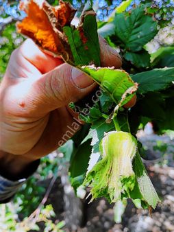 3ev Emlak'tan Ulukışla Darboğazda 5215m2 Satılık Tarla