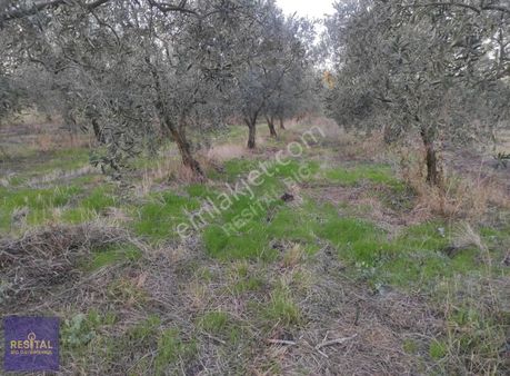 Gençali Mah. 7815 M² Tarla Resital Big Gayrimenkulde