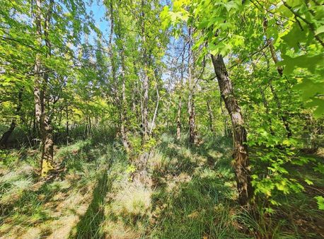 Zeytinalanında 4100 M2 Satılık Tarla.