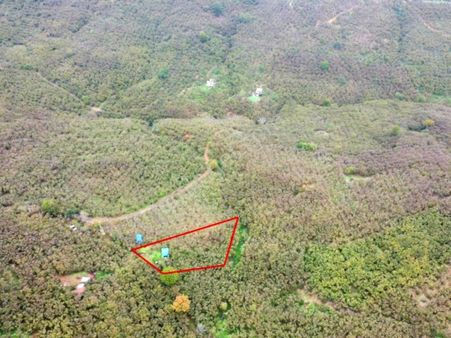 Prıme'dan Sakarya Kocaali Selahiye'de Verimli Fındık Bahçesi!!!