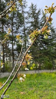 Wom'dan Soğucakta 1 Dönüm İçinde Yaylalık Satılık Müstakil Ev