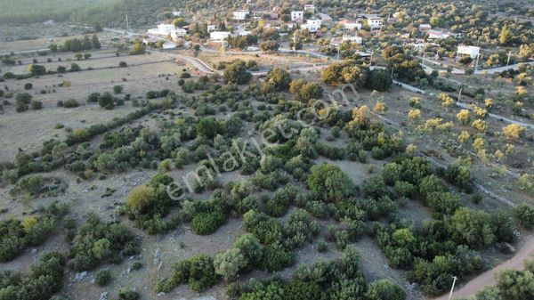 Mumcular Sazköy’de Satılık Çiftlik Arazisi